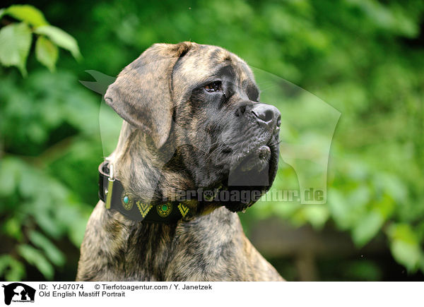 Old English Mastiff Portrait / YJ-07074