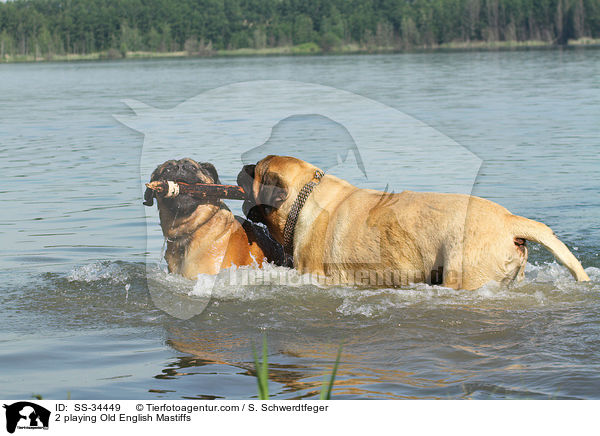 2 playing Old English Mastiffs / SS-34449