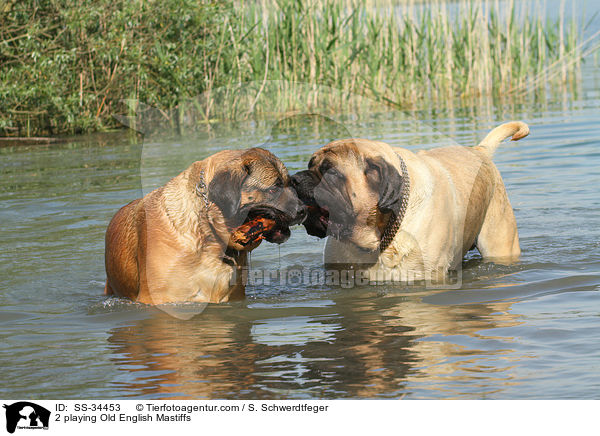 2 playing Old English Mastiffs / SS-34453