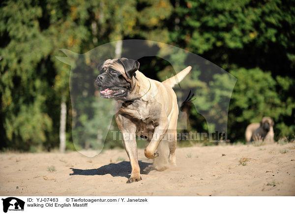 walking Old English Mastiff / YJ-07463