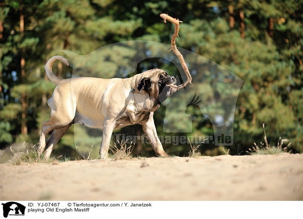 playing Old English Mastiff / YJ-07467