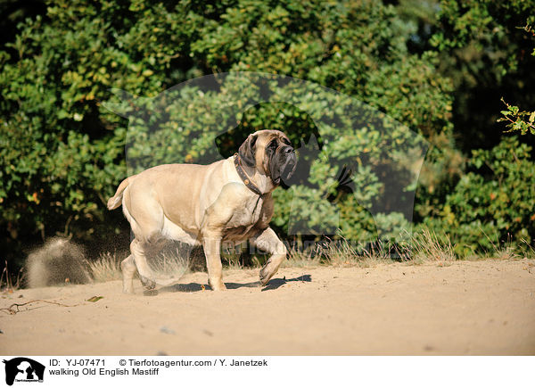 walking Old English Mastiff / YJ-07471