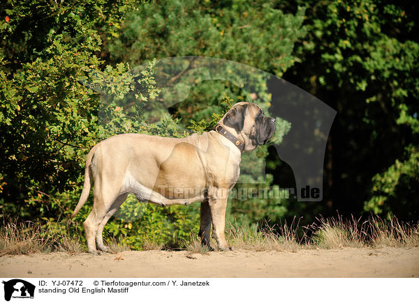 standing Old English Mastiff / YJ-07472