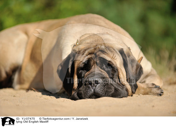 lying Old English Mastiff / YJ-07475