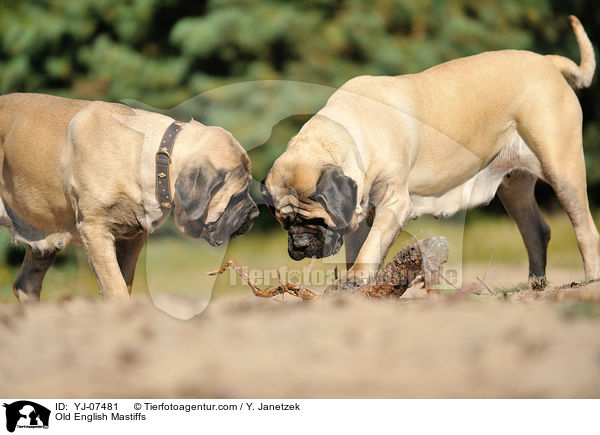Old English Mastiffs / YJ-07481