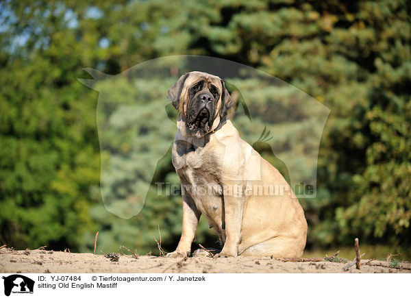 sitting Old English Mastiff / YJ-07484