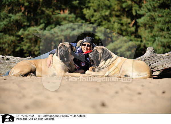 wom and Old English Mastiffs / YJ-07492