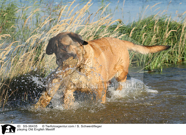 playing Old English Mastiff / SS-36435