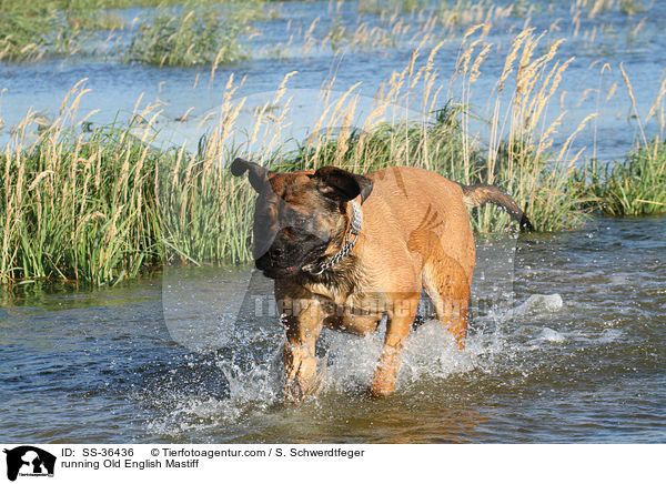 running Old English Mastiff / SS-36436