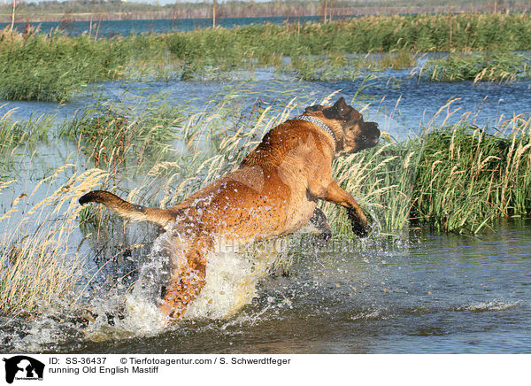 running Old English Mastiff / SS-36437