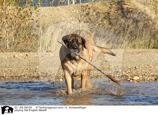 playing Old English Mastiff / SS-36439