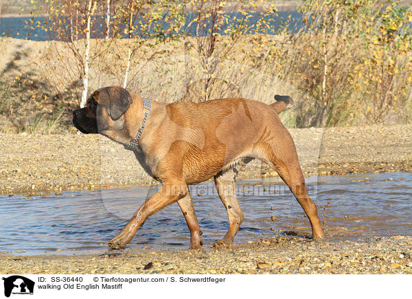 walking Old English Mastiff / SS-36440