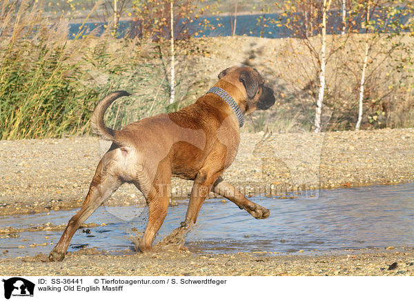 walking Old English Mastiff / SS-36441