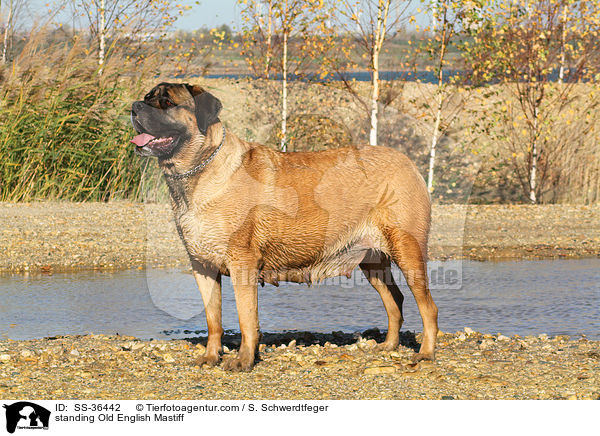 stehender Old English Mastiff / standing Old English Mastiff / SS-36442