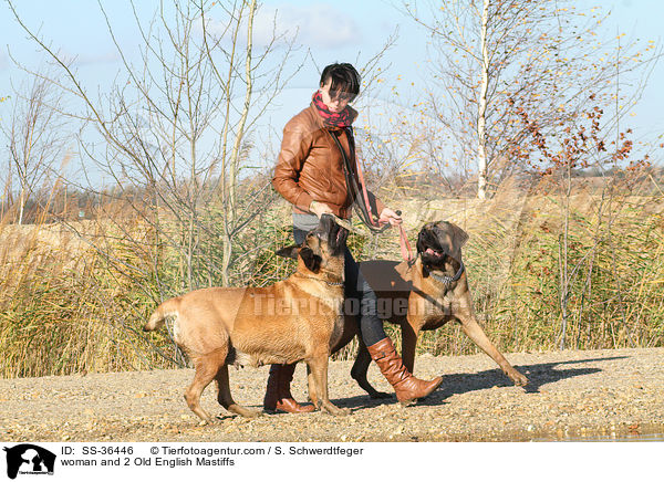 woman and 2 Old English Mastiffs / SS-36446