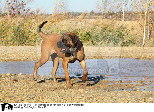 walking Old English Mastiff / SS-36449