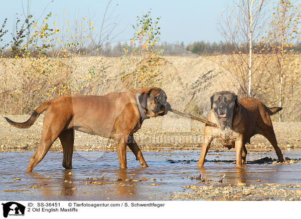 2 Old English Mastiffs / SS-36451