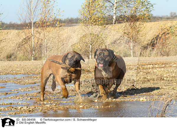 2 Old English Mastiffs / SS-36456