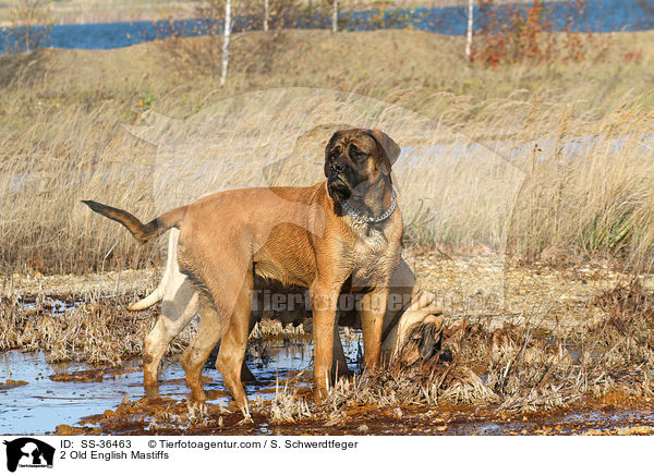 2 Old English Mastiffs / SS-36463