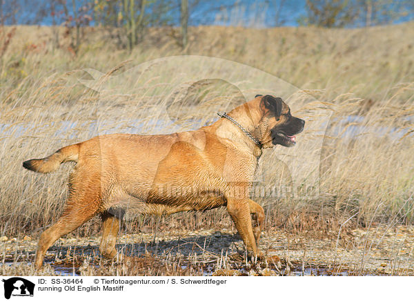 running Old English Mastiff / SS-36464