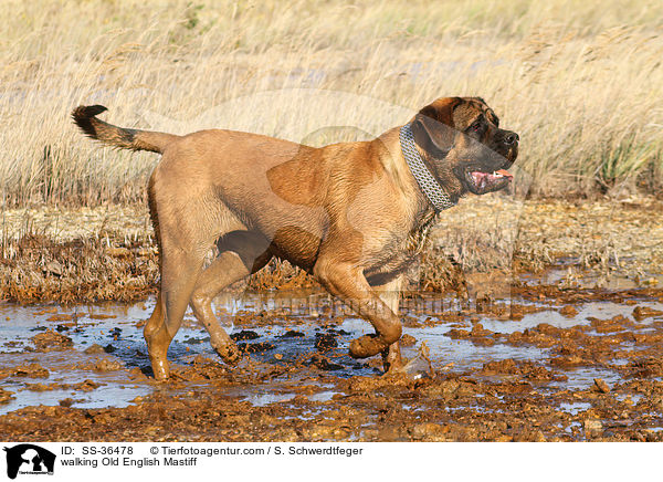 walking Old English Mastiff / SS-36478