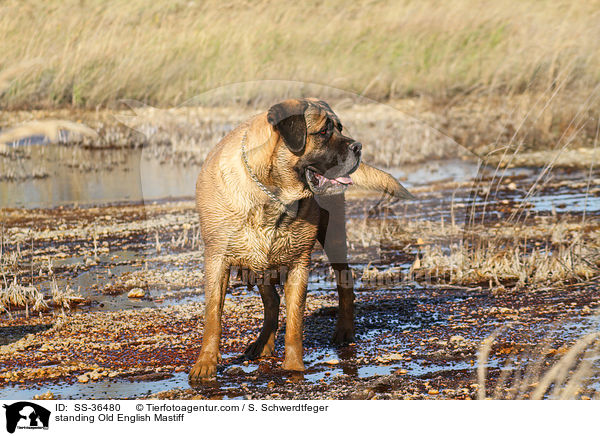 stehender Old English Mastiff / standing Old English Mastiff / SS-36480