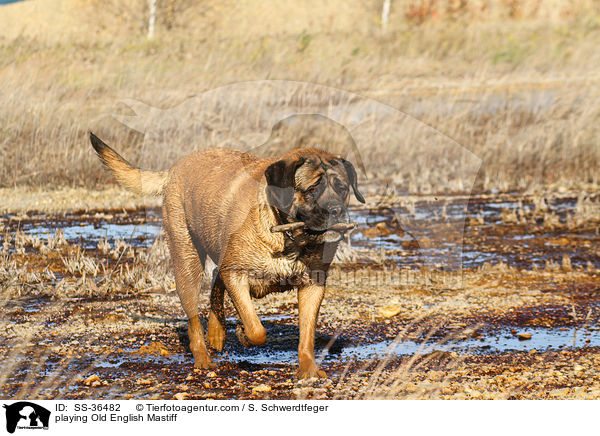 playing Old English Mastiff / SS-36482
