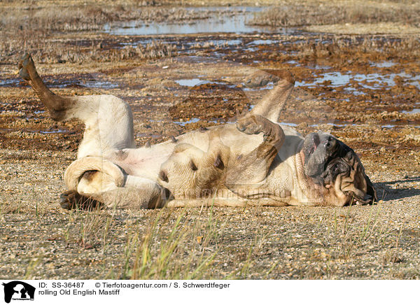 rolling Old English Mastiff / SS-36487