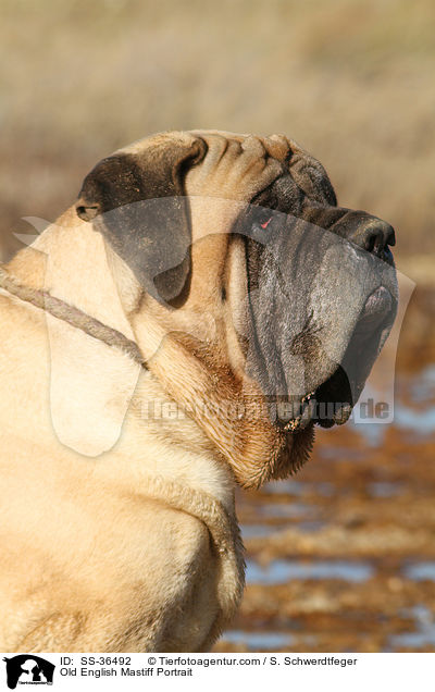Old English Mastiff Portrait / SS-36492