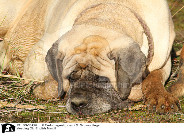 sleeping Old English Mastiff / SS-36496