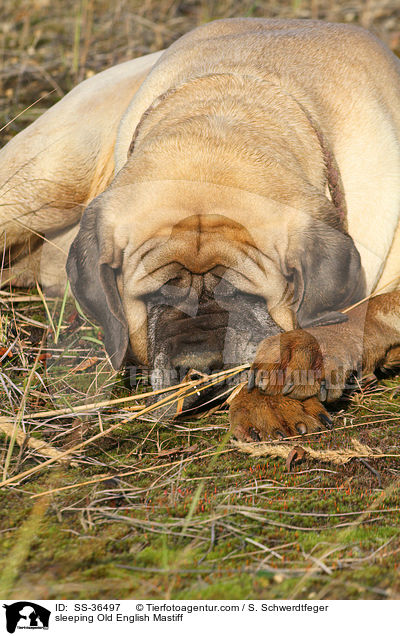 sleeping Old English Mastiff / SS-36497