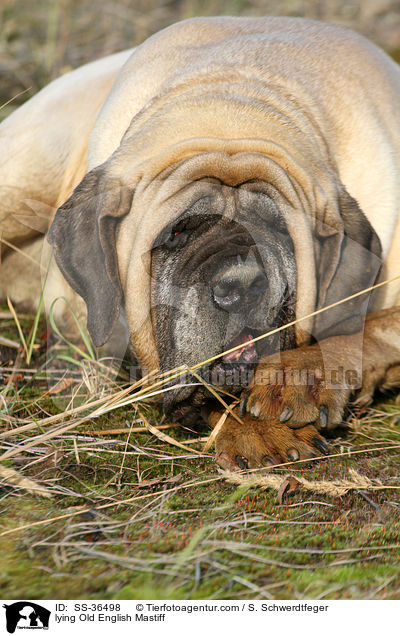 lying Old English Mastiff / SS-36498