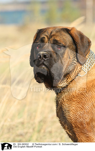 Old English Mastiff Portrait / SS-36502