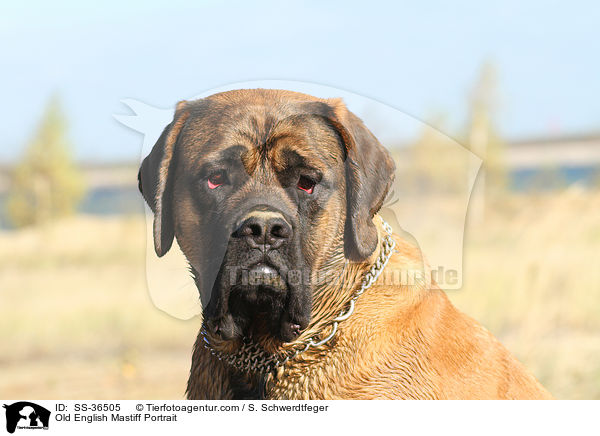 Old English Mastiff Portrait / SS-36505
