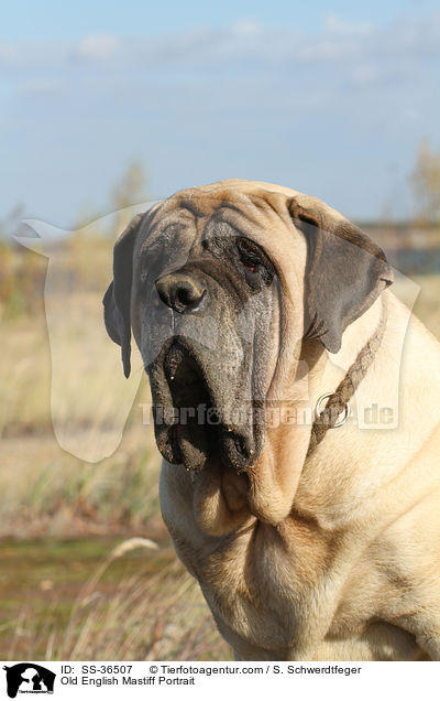 Old English Mastiff Portrait / SS-36507