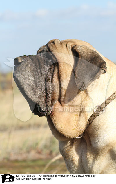 Old English Mastiff Portrait / SS-36508