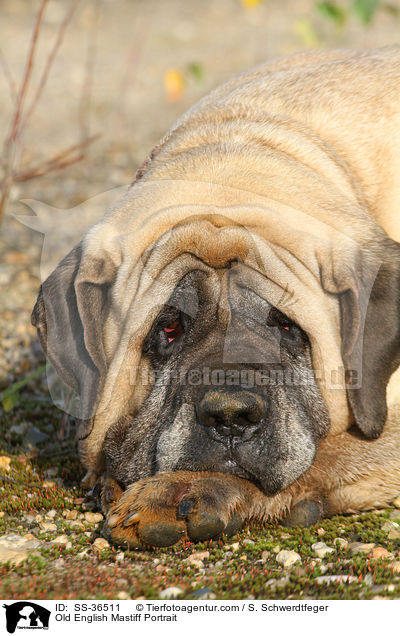 Old English Mastiff Portrait / SS-36511