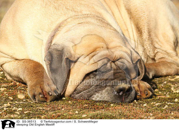 schlafender Old English Mastiff / sleeping Old English Mastiff / SS-36513