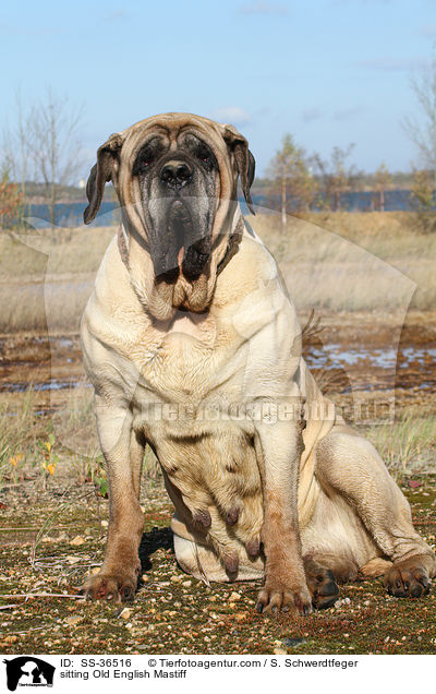 sitting Old English Mastiff / SS-36516