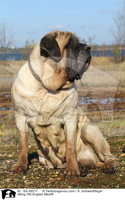sitting Old English Mastiff / SS-36517