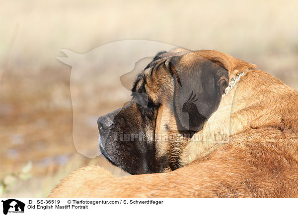 Old English Mastiff Portrait / SS-36519