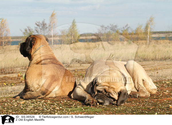 2 Old English Mastiffs / SS-36528