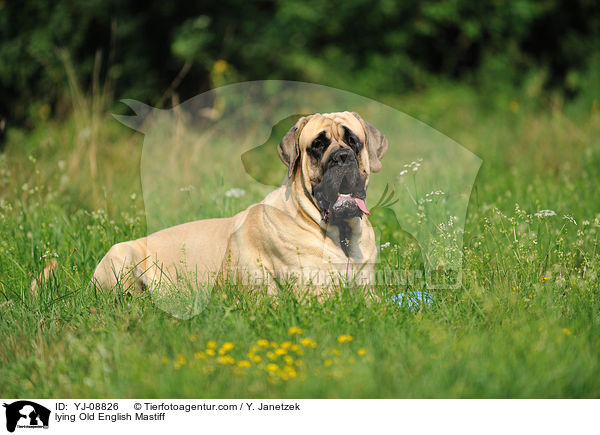 lying Old English Mastiff / YJ-08826