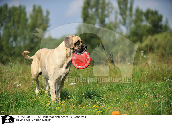 playing Old English Mastiff / YJ-08832