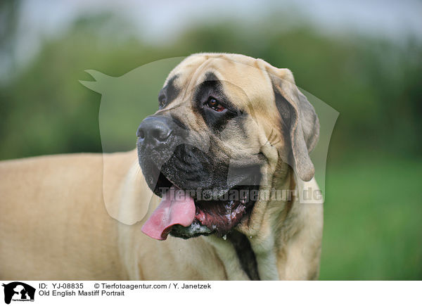 Old English Mastiff Portrait / YJ-08835