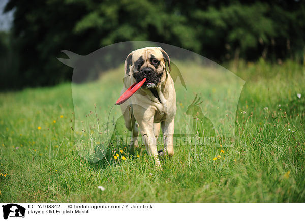 playing Old English Mastiff / YJ-08842
