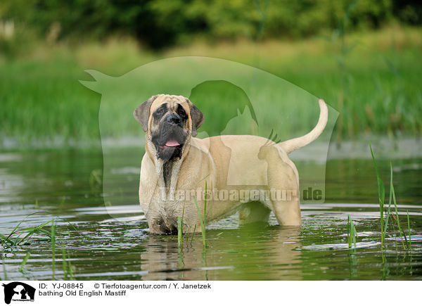 bathing Old English Mastiff / YJ-08845