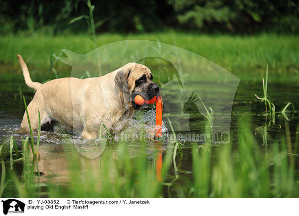 playing Old English Mastiff / YJ-08852