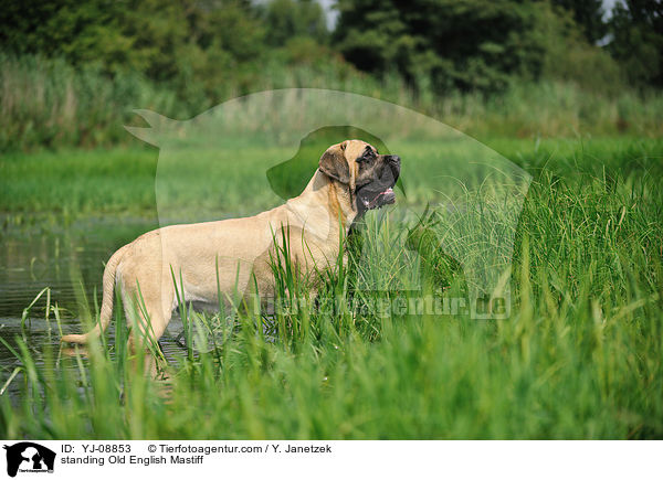 standing Old English Mastiff / YJ-08853