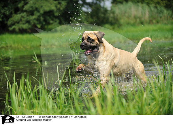 running Old English Mastiff / YJ-08857